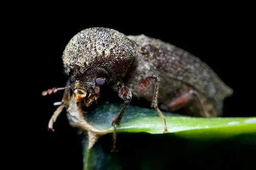 Heterobostrychus hamatipennis