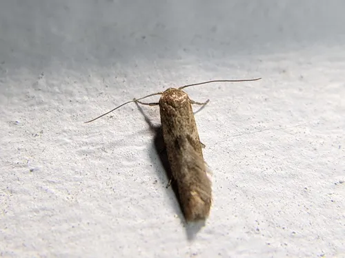 Pigritia murtfeldtella