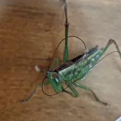 Lesser Pine Katydid thumbnail 3