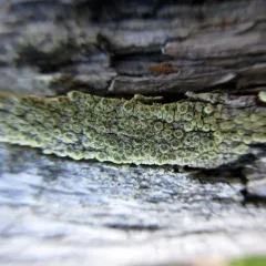 Lecanora orae-frigidae thumbnail 2