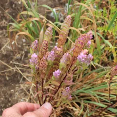 mountain owl's clover thumbnail 1