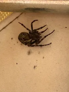 Araneus andrewsi thumbnail 4