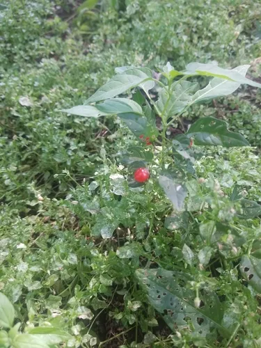 chili pepper