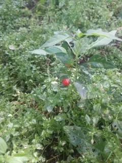 chili pepper thumbnail 1