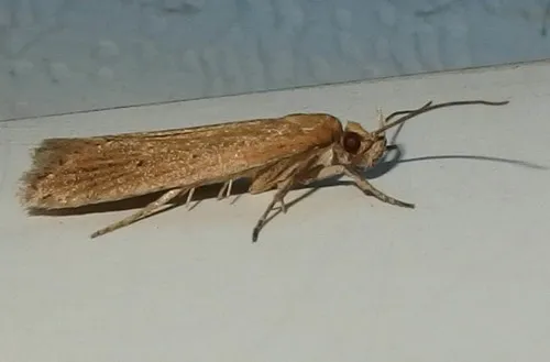 Chionodes arenella