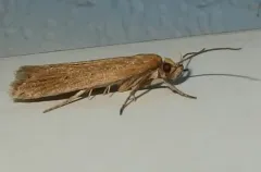 Chionodes arenella thumbnail 1