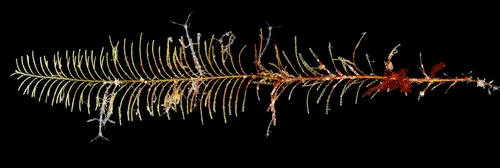 Sertularia cupressoides