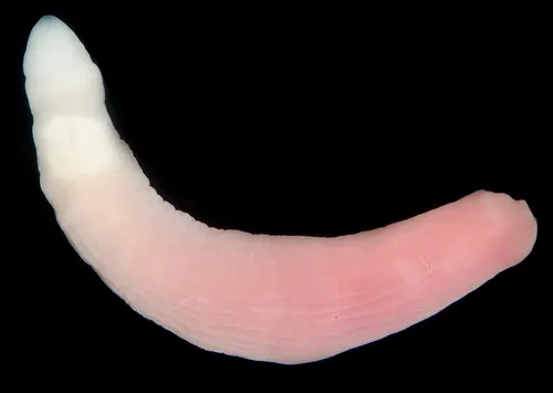 Maculaura magna