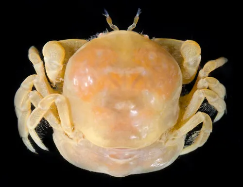 Puget Pea Crab