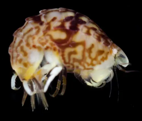 Thorlaksonius carinatus