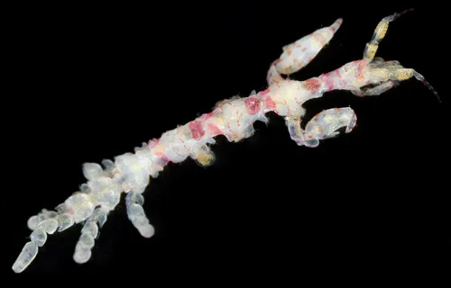Caprella verrucosa