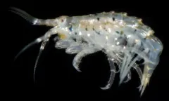 Calliopius carinatus thumbnail 2