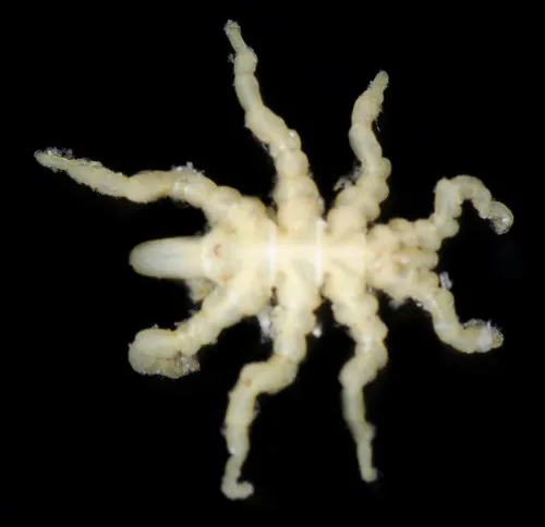 Stearns' Sea Spider