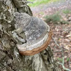 Tinder Polypore thumbnail 4