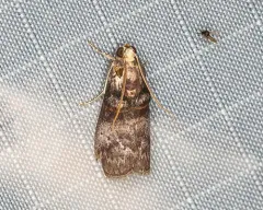 Acrobasis stigmella thumbnail 3