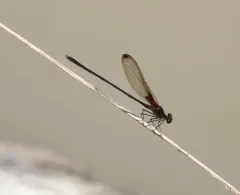 Smoky Rubyspot thumbnail 2