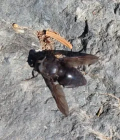 Tabanus aegrotus thumbnail 4