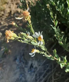 Olympic Aster thumbnail 2