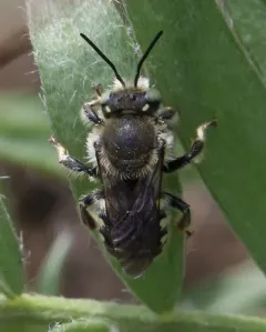 Anthidium clypeodentatum thumbnail 2