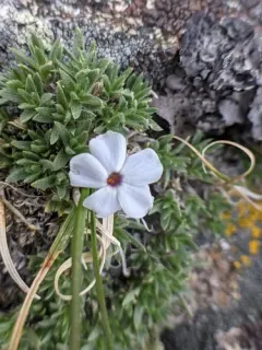 dwarf phlox thumbnail 2