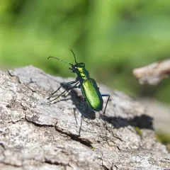 Six-spotted Tiger Beetle thumbnail 4