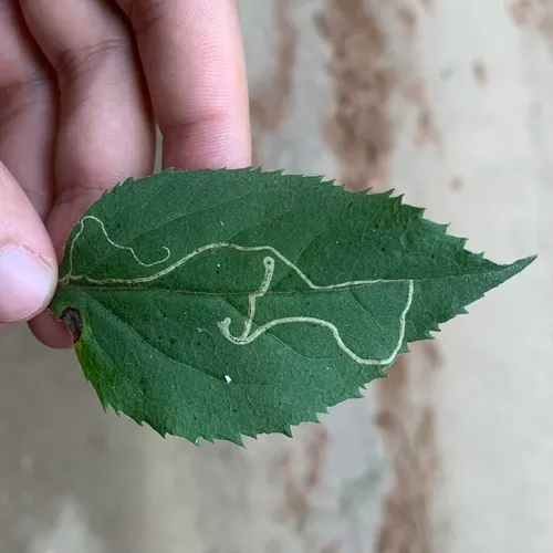 Ophiomyia maura
