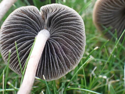 Panaeolus castaneifolius