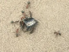 Formica prociliata thumbnail 2