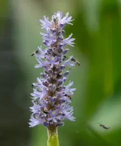 Pickerelweed Shortface thumbnail 2