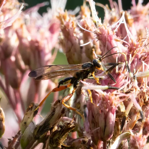 Spilopteron occiputale