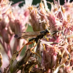 Spilopteron occiputale thumbnail 1