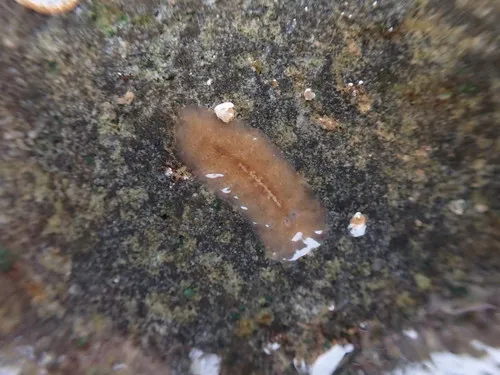 Notoplana atomata