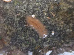 Notoplana atomata thumbnail 1