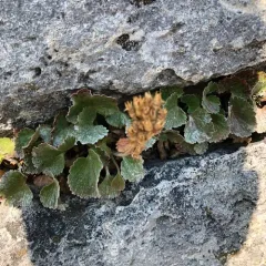 False Saxifrage thumbnail 1