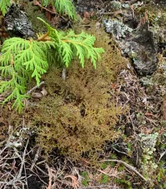 Iceland Lichen thumbnail 4