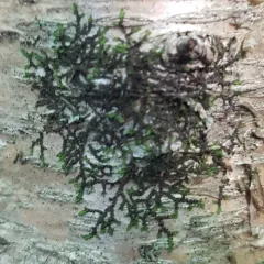 Hairy Scalewort thumbnail 2