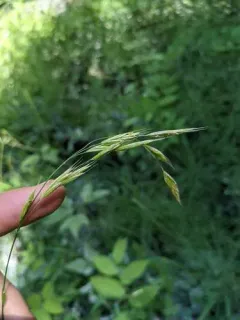 bearded fescue thumbnail 2