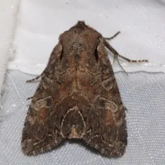 Garden Arches Moth thumbnail 4
