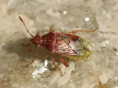 Arhyssus lateralis thumbnail 1