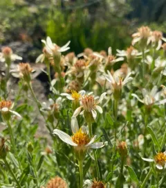 Olympic Aster thumbnail 3