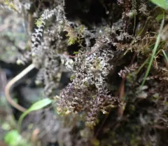 Water Earwort thumbnail 2