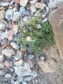 evergreen everlasting thumbnail 1