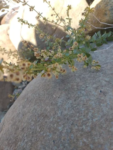 Castle Lake Bedstraw
