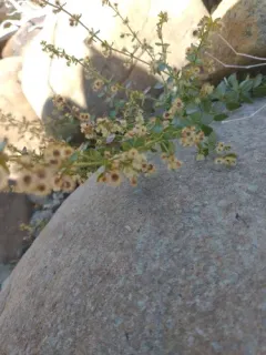Castle Lake Bedstraw thumbnail 1