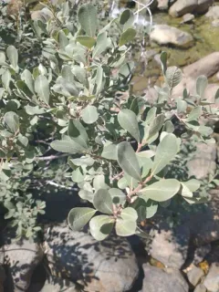 del norte willow thumbnail 1