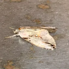 Pink-patched Looper Moth thumbnail 4