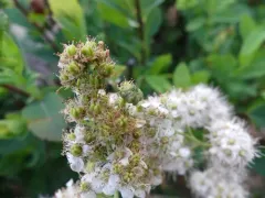 Prodiplosis floricola thumbnail 4