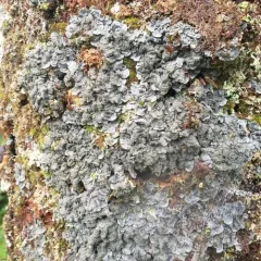 Salted Shell Lichen thumbnail 4