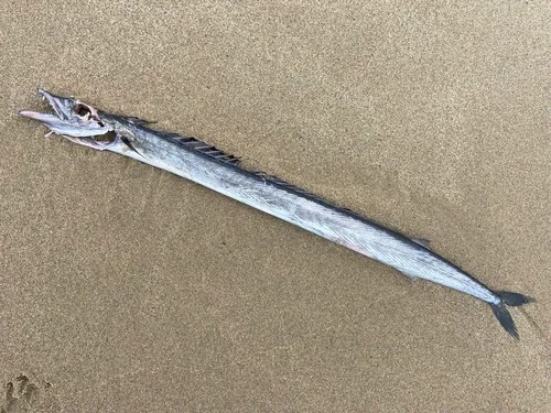 Snake Mackerel