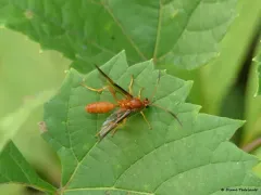 Saranaca elegans thumbnail 1